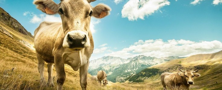 Miles de hectáreas protegidas de los incendios del verano gracias al pastoreo del ganado vacuno