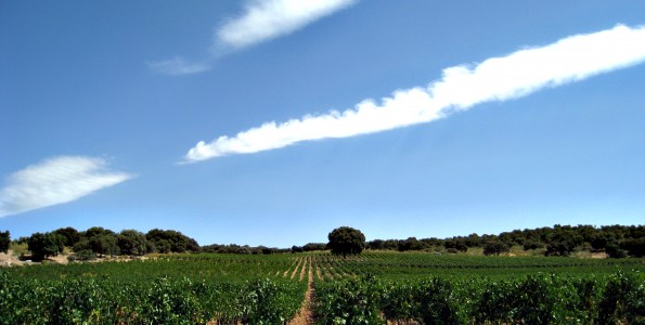 Las rutas del vino de Albacete
