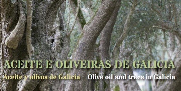 El olivar gallego en 98 fotografías