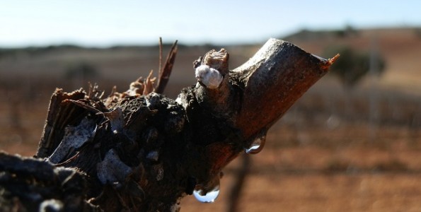 Agricultura de precisión en los viñedos