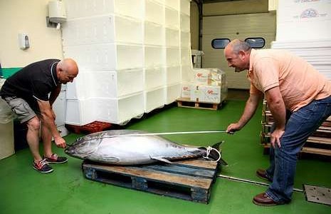 Pescado un atún de 80 kilos en la Mariña Lucense