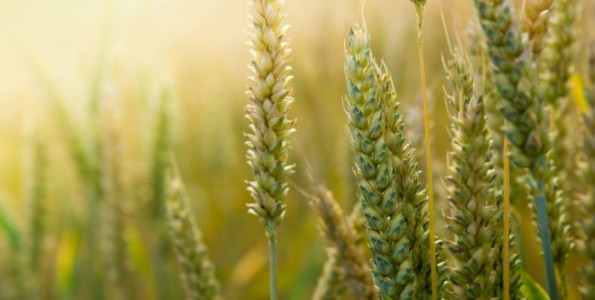 El calor reduce las cosechas de cereales un 30%