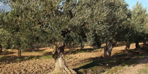 Jaen y Arabia Saudí, unidos por el olivo