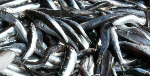 País Vasco a la cabeza en consumo de productos pesqueros en España