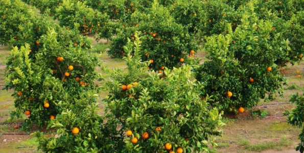 Las plantaciones de naranjos andaluzas atrapan el CO2