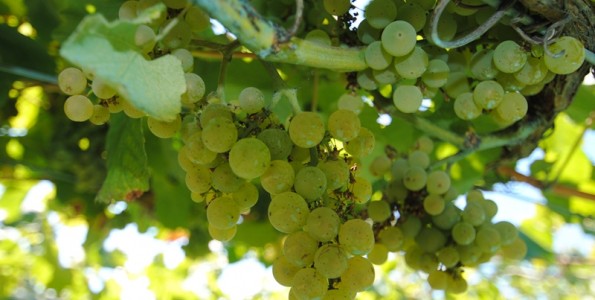 12 uvas para entrar bien en 2014