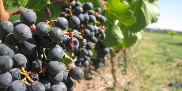 Incremento de la inversión anglosajona en vino español