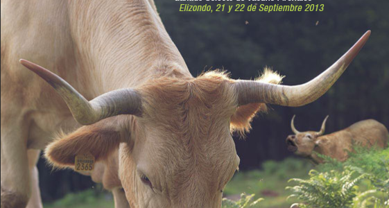 Elizondo (Navarra) reivindica el ganado vacuno pirenaico
