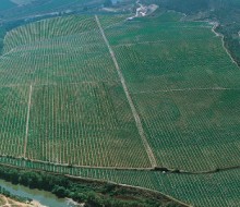 La Bodega Lan, primera en vendimiar en la Rioja Alta