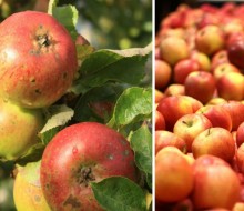 Alimentos ecológicos vs convencionales
