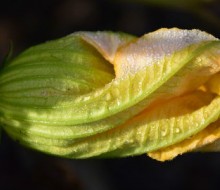 Flor de calabaza: aplicación en la cocina y beneficios para la salud