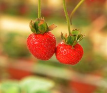 Valencia, Murcia y Almería líderes hortofrutícolas