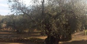 100.000 olivos centenarios buscan padrino