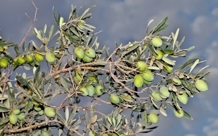 Las aceiteras andaluzas quieren conquistar la India