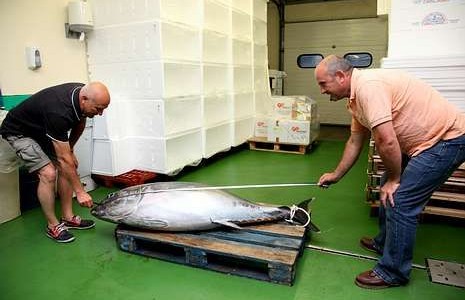 Pescado un atún de 80 kilos en la Mariña Lucense