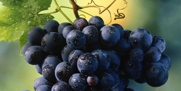 Salvaterra de Miño despide el verano con buen vino