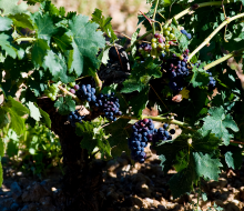 La vendimia, una buena época para conocer la Ribera del Duero