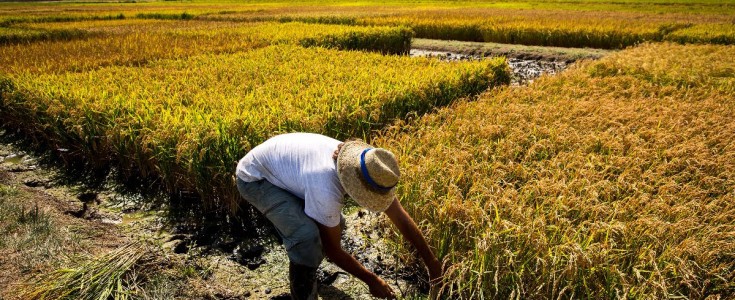Cómo mitigar el cambio climático desde la agricultura