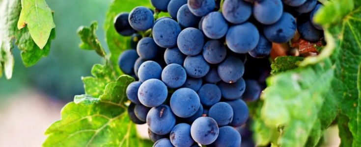 Madrid rinde culto a la Garnacha: Comienza la exclusiva experiencia de cata en La Bodega de Los Reyes