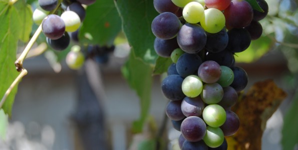 Factores determinantes en la calidad del vino