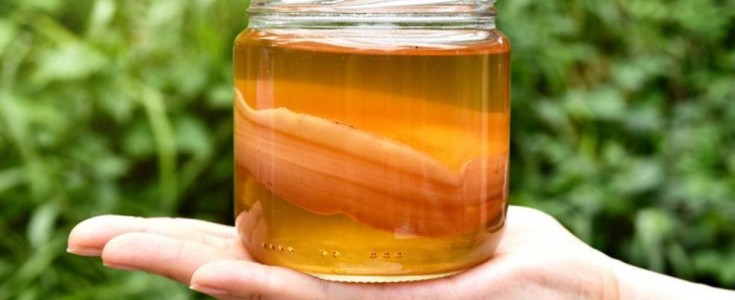 La revolución de la burbuja natural: La kombucha artesanal se consolida como la bebida del bienestar en 2026