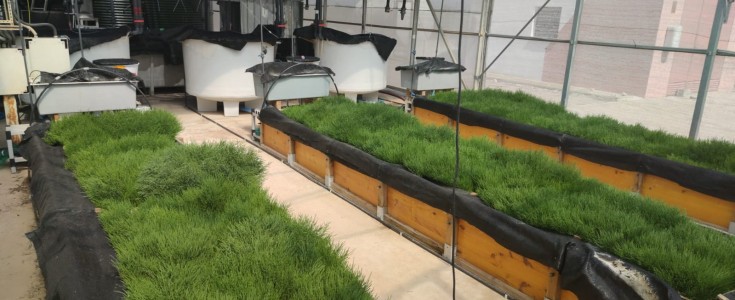 Salicornia y lechugas cultivadas en tanques con peces, un modelo de bioeconomía circular