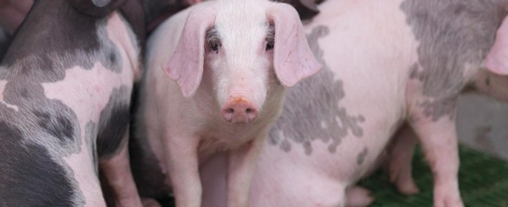 La matanza del Porco Celta: El resurgir de una tradición milenaria basada en la cultura y el respeto