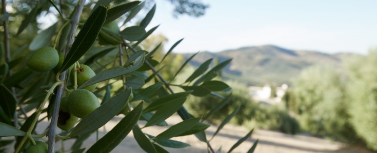 ¿Picual o Picuda? Claves para diferenciar las dos caras del Aceite de Oliva Virgen Extra