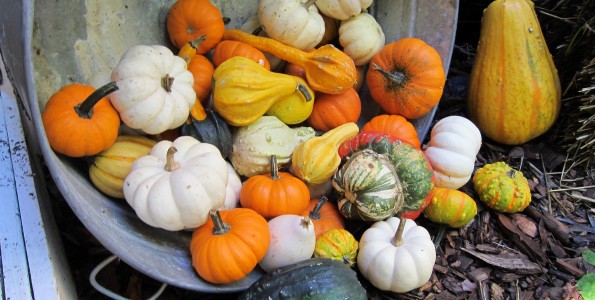 Beneficios de la calabaza, la hortaliza del otoño