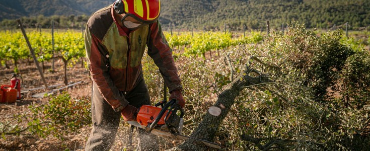 Familia Torres renueva su compromiso con la gestión forestal sostenible en Catalunya