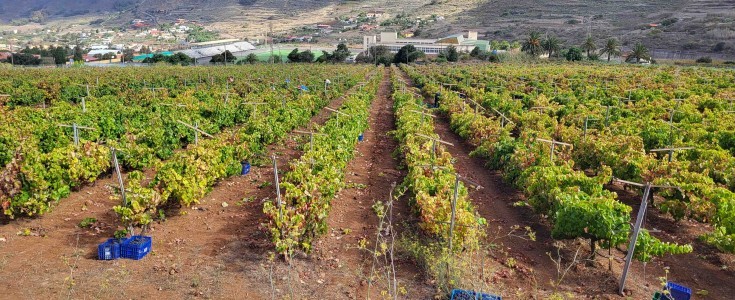 Finaliza la vendimia 2025 con más de 1,3 millones de kilos de uva recolectados en Canarias