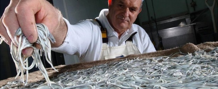 La élite de la gastronomía española se une para salvar a la anguila bajo el lema "Angulas no, gracias"