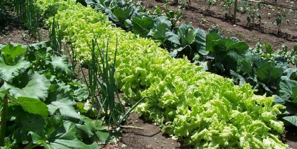 Arranca la Semana de los Alimentos Ecológicos