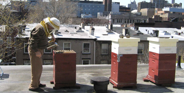 La apicultura urbana está de moda