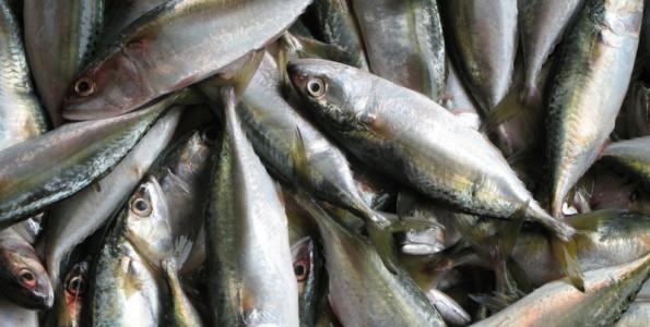 Los pescados con más metales tóxicos