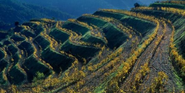 La vitivinicultura en el siglo XXI, el valor de un paisaje