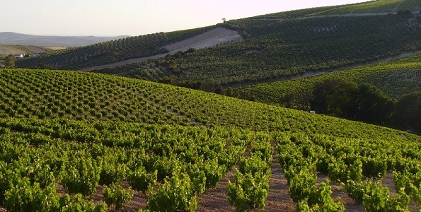 Vinagres de Montilla-Moriles con etiqueta en Europa