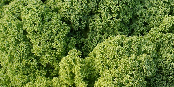 Propiedades y beneficios del Kale