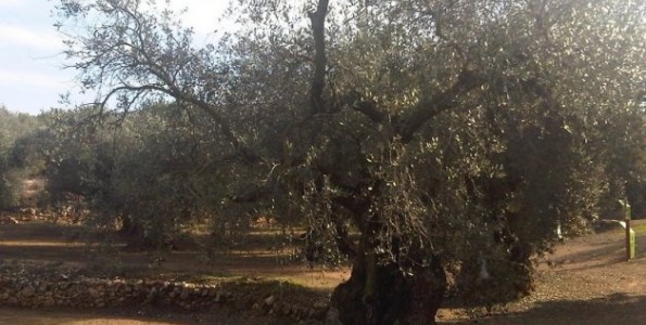 100.000 olivos centenarios buscan padrino