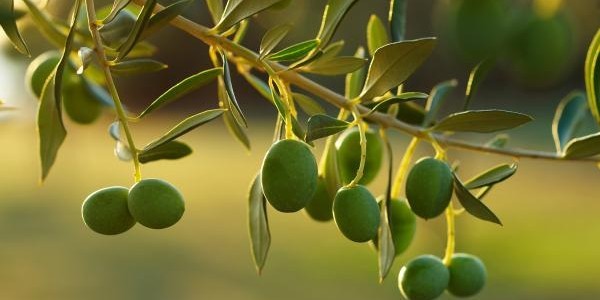 Belmonte de San José acoge una experiencia oleícola única entre olivares centenarios