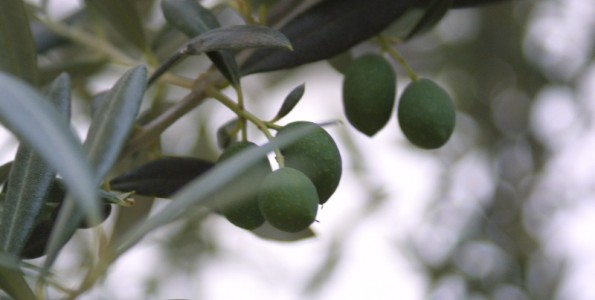 El COI prepara un estudio sobre los costes del olivo