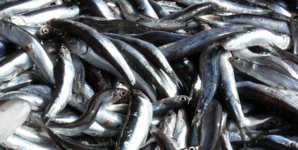 Crece la exportación agroalimentaria y pesquera
