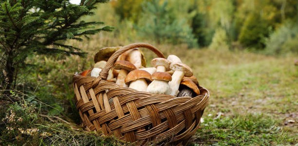 Otoño Gastronómico en Turismo Rural de Galicia