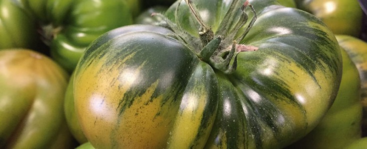 Arranca la temporada del tomate RAF, la estrella de los tomates cultivados en los invernaderos solares