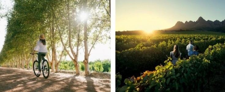 Sudáfrica: En las rutas del vino, entre fincas renombradas y tesoros escondidos