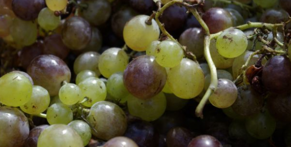 La cosecha de uva en Málaga sube un 10 por ciento