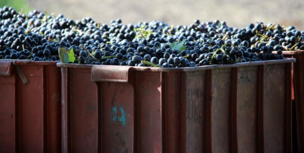El vino rompe récords en España