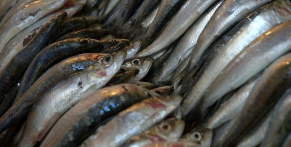 Las sardinas no son manjar de buena compañía