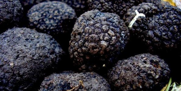 A la caza de la tuber melanosporum en Soria