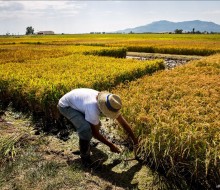 Cómo mitigar el cambio climático desde la agricultura